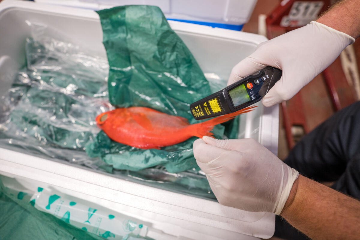 Режим усиленного контроля по радиологическим показателям рыбной продукции из Японии